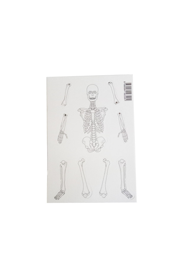 i̇skelet modeli - demonte, i̇sm-002, i̇ş eğitimi malzemeleri, Quilling Seti