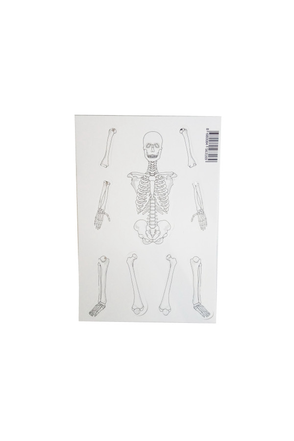 i̇skelet modeli - demonte - 10 paket, i̇stbgz-1000, i̇ş eğitimi malzemeleri, Quilling Seti