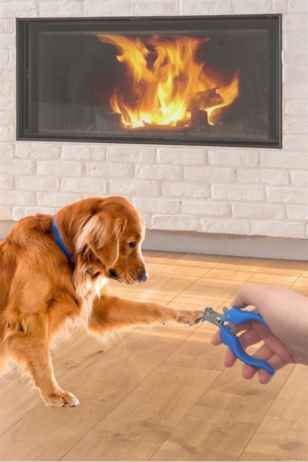 Evcil Hayvan Kedi ve Köpek Paslanmaz Çelik Yaylı Tırnak Makası ve Düzeltme, 0747916831099 evcil hayvan kedi ve köpek paslanmaz çelik yaylı tırnak makası ve düzeltme, 0747916831099, evcil hayvan ürünleri, Buffer