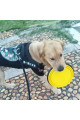katlanabilir kedi köpek mama ve su kabı köpek oyuncağı, 0731698671653, evcil hayvan ürünleri, Quilling Seti